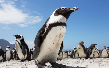 Penguins: Colony mates recognise each other’s faces and vocal calls