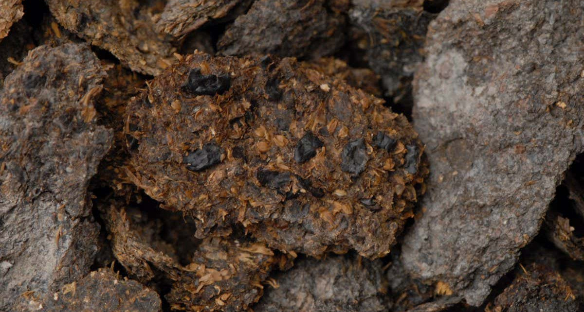 Archaeology: European salt miners ate blue cheese and drank beer 2700 years ago