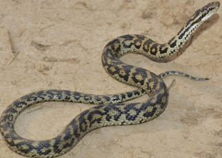 Snakes: Viper species from the Tibetan plateau discovered in museum