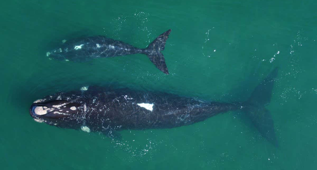Climate change: Extreme weather could slow recovery of southern right whales