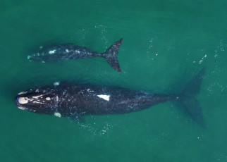 Climate change: Extreme weather could slow recovery of southern right whales