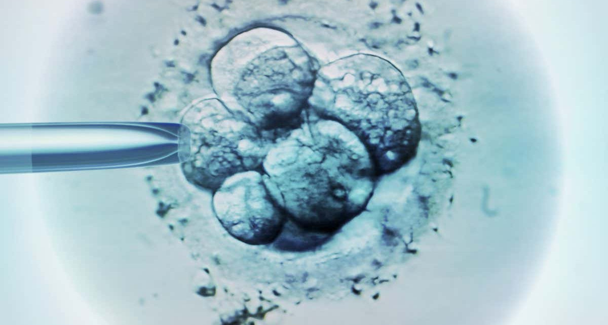 IVF: Embryos discarded as 'abnormal' can actually become healthy babies