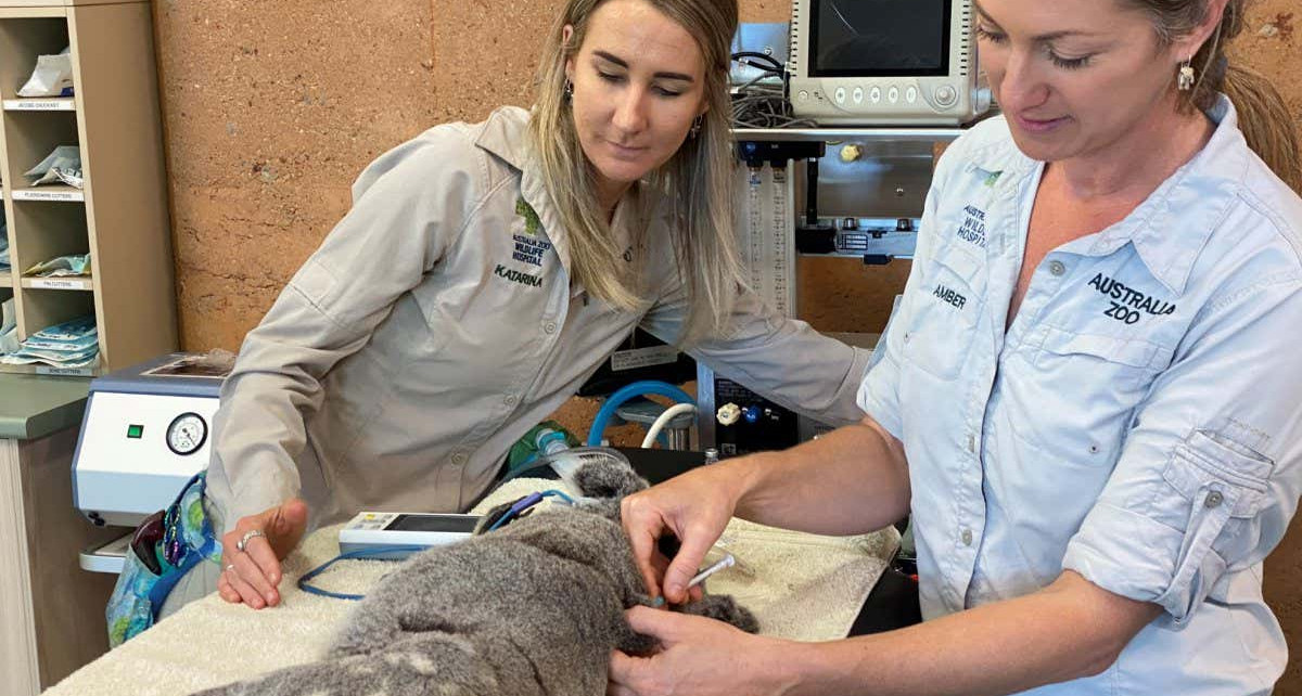 Koalas: Vaccination trial to reduce chlamydia threat begins