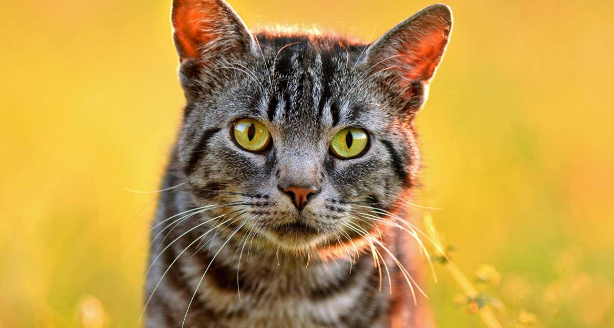 Toxoplasmosis: House cats spread parasites to wild animals