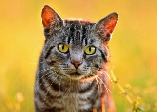 Toxoplasmosis: House cats spread parasites to wild animals