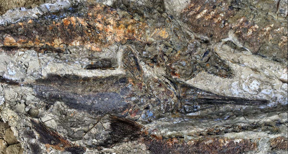 Dinosaur extinction: Impaled turtle reveals new insight on asteroid impact