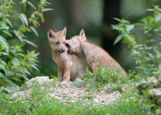Wolves: Cubs raised by humans become attached to us like puppies