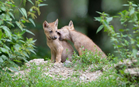 Wolves: Cubs raised by humans become attached to us like puppies