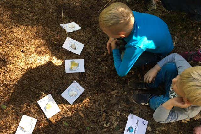 Ants: Danish children study effects of climate change on insect life