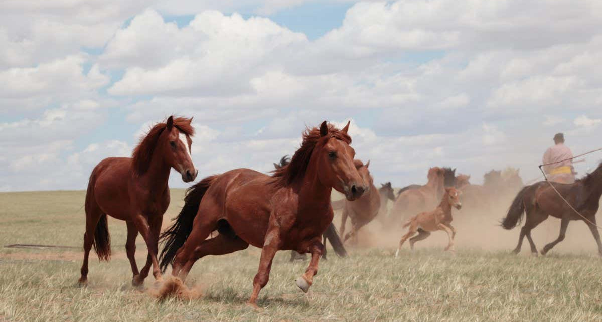 Horses: We've finally found the time and place they were first domesticated