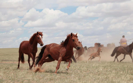 Horses: We've finally found the time and place they were first domesticated