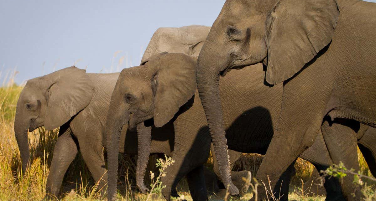 Elephants: Females have evolved to lose tusks due to ivory poaching
