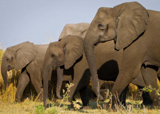 Elephants: Females have evolved to lose tusks due to ivory poaching