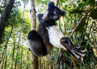 Lemurs: Primate’s songs have rhythm similar to human music
