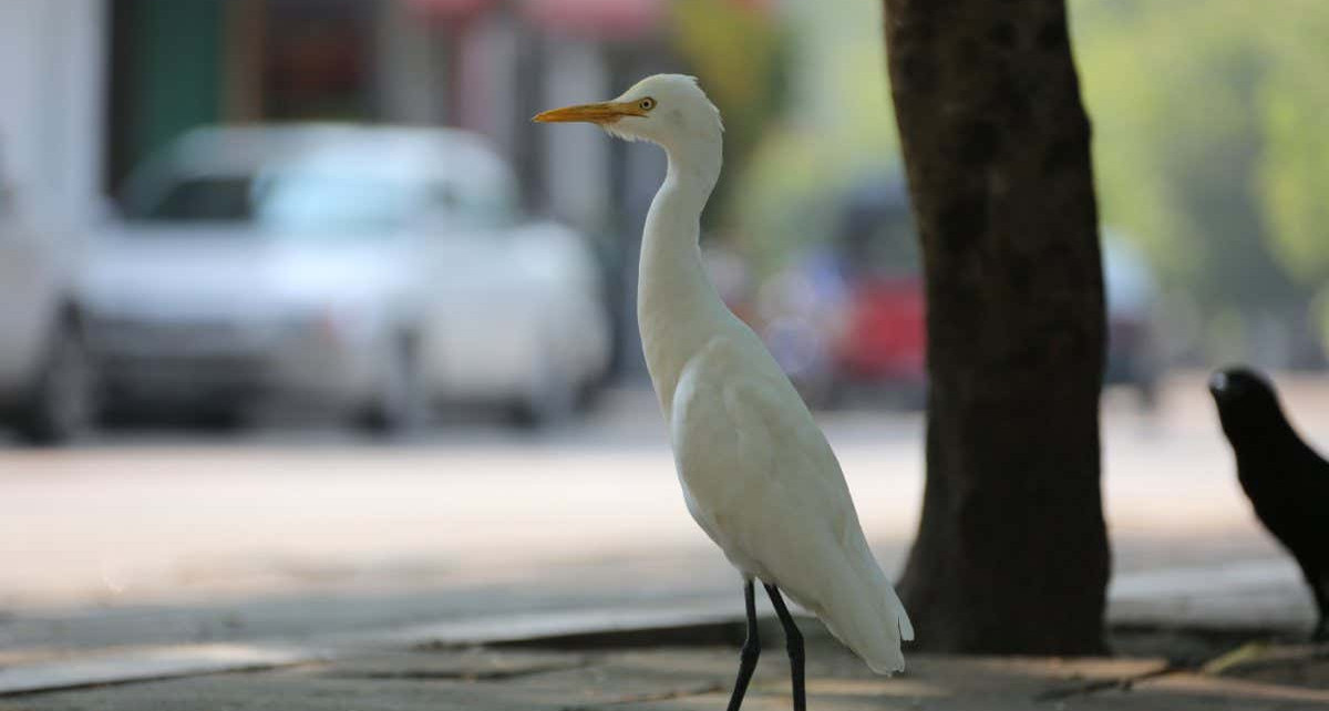 Sri Lanka: Civil war left wild birds with lasting fear of humans