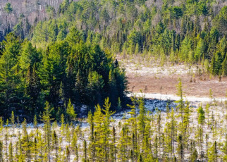 Black spruce: Wildfires threaten common North American tree species