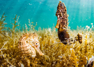 Seahorses: Females forget their pregnant male partners if separated