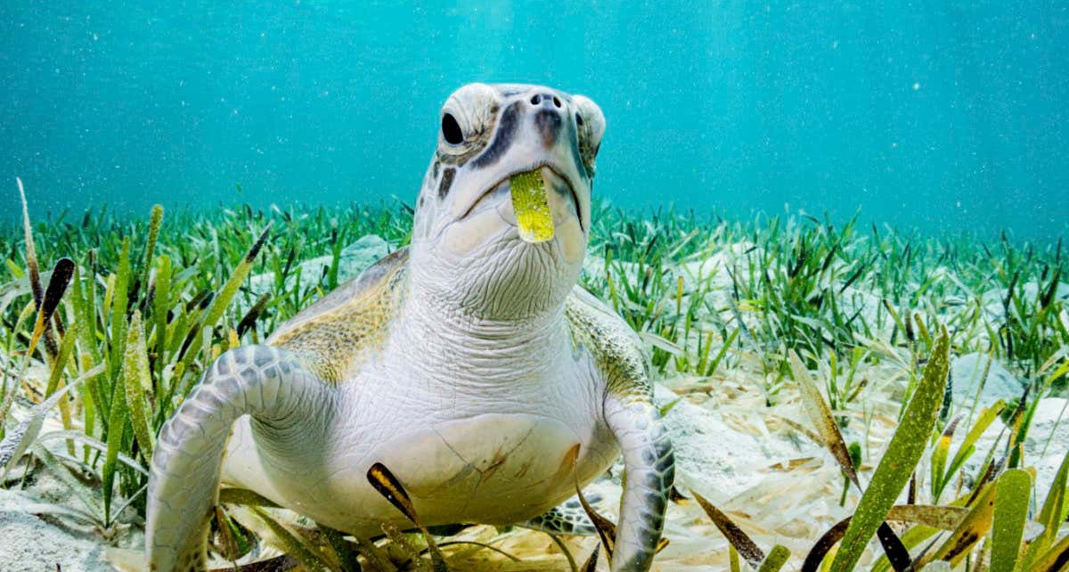 Green turtle (Chelonia mydas) feeding on on Turtlegrass (Thalassia testudinum) seagrass bed. The Bahamas.