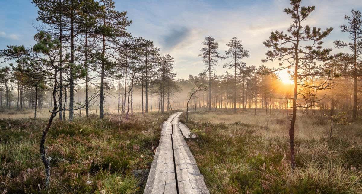 Peatlands in peril: The race to save the bogs that slow climate change