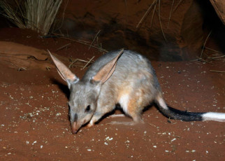 Australian wildlife: Reintroductions help threatened mammals recover