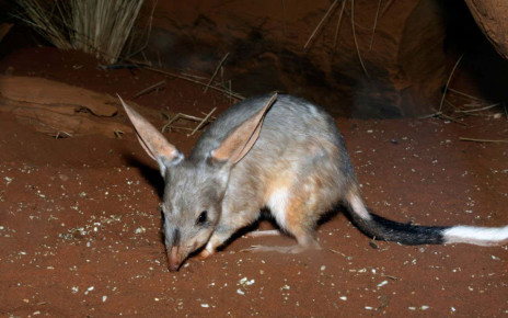Australian wildlife: Reintroductions help threatened mammals recover