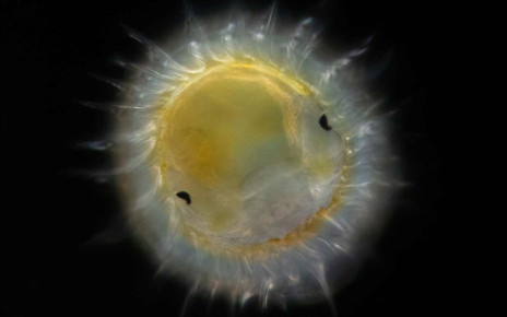 Mesmerising photos reveal the microscopic beauty of plankton