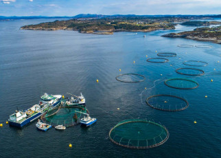 Fish farms: Escaped salmon have damaging effect on wild gene pool