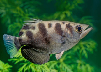 Fish: Archerfish prove they can count by spitting at computer screens