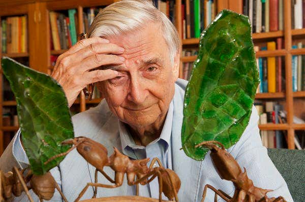 E. O. Wilson: The extraordinary ant researcher and sociobiologist who warned of biodiversity crisis