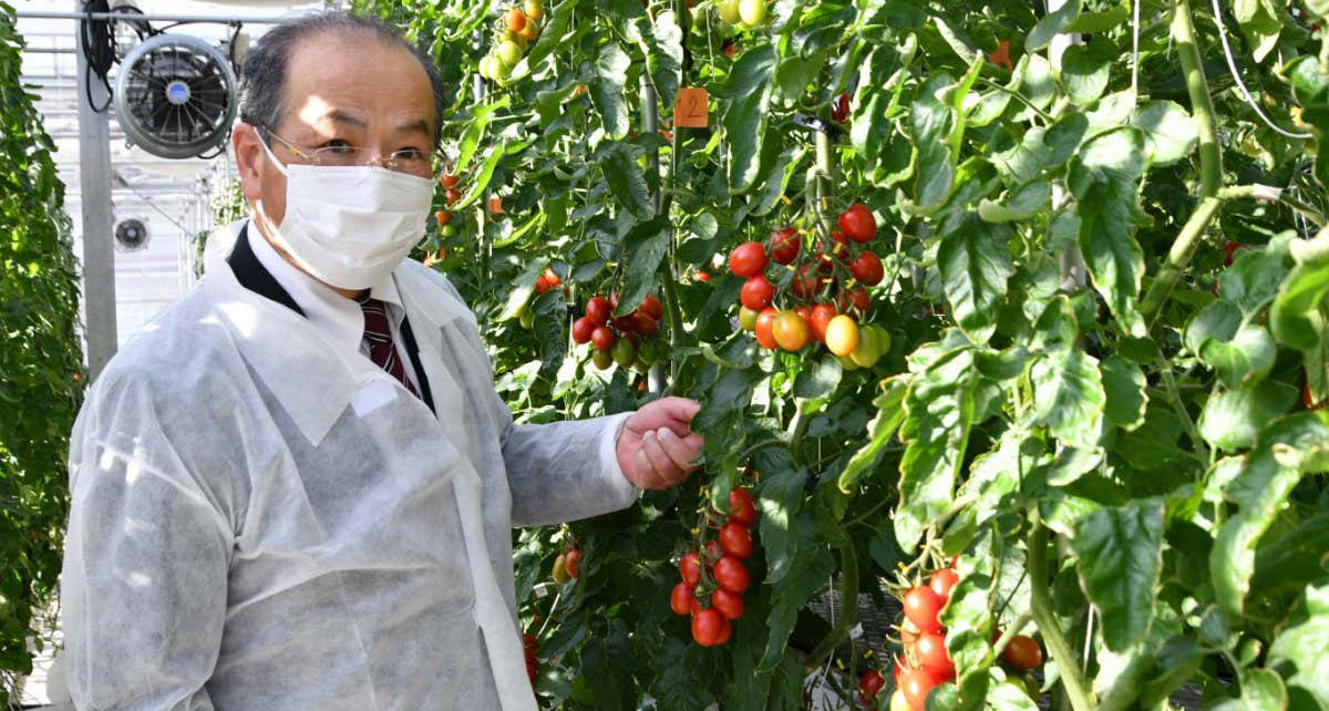 Hiroshi Ezura, a professor of genetic engineering at the University of Tsukuba, with his genome edited tomato plant (Naoki Shoji).
