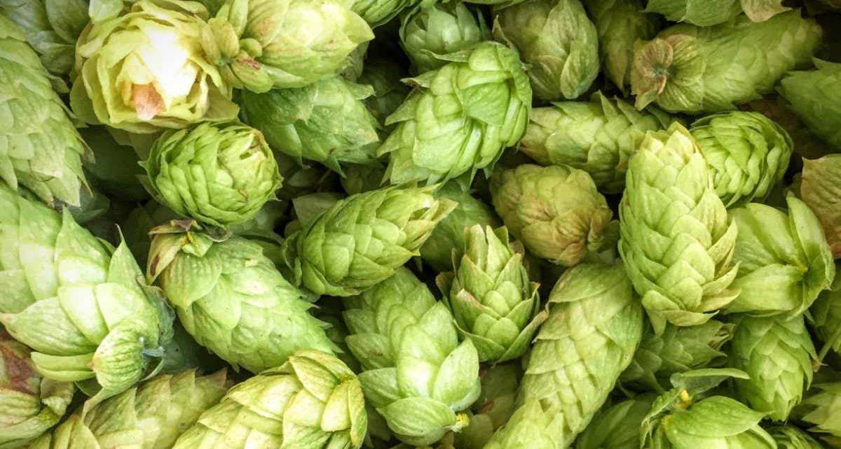 How climate change is shaking up the hops that give beer its flavour