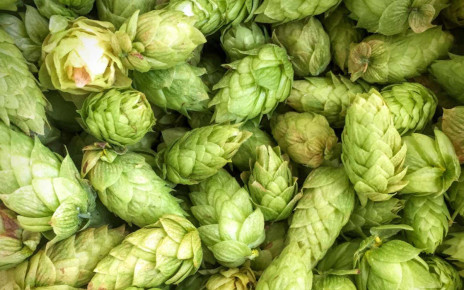 How climate change is shaking up the hops that give beer its flavour