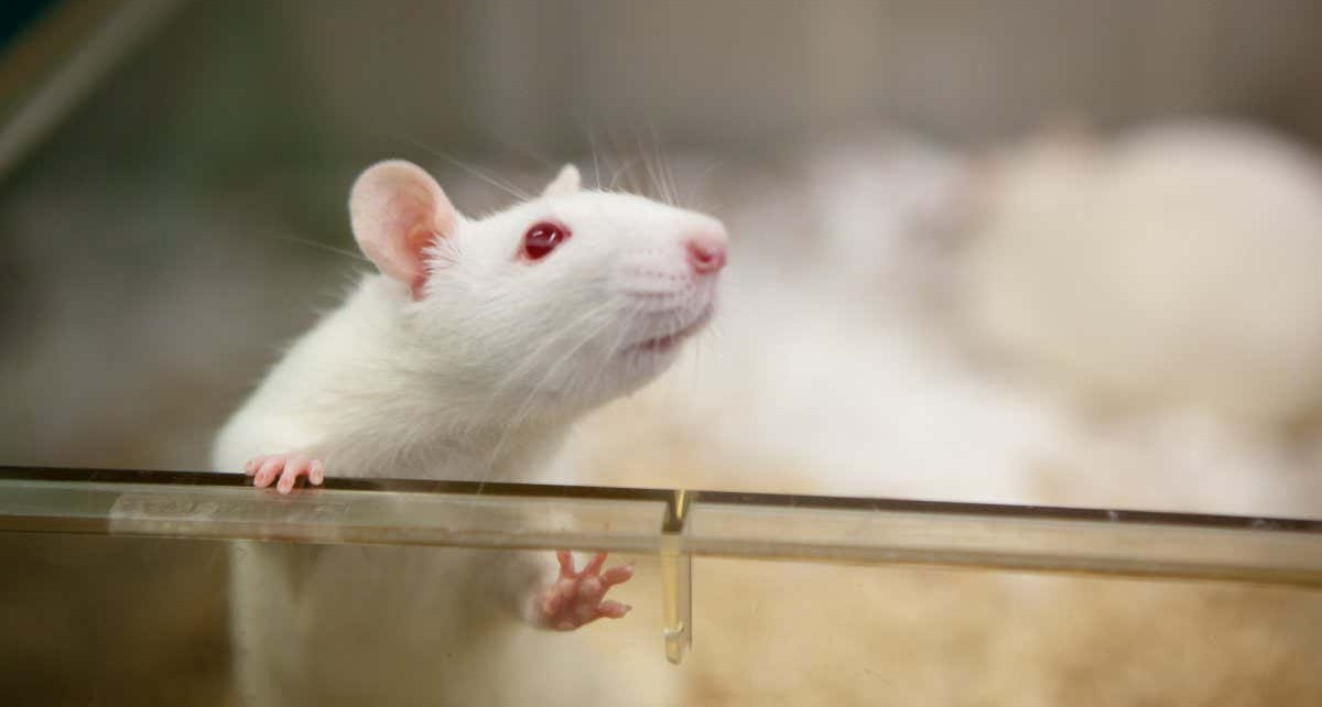 Animal research: Tips from pet rat owners could improve lab rat welfare