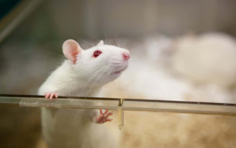 Animal research: Tips from pet rat owners could improve lab rat welfare