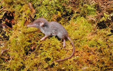 Fourteen new species of shrew discovered on an Indonesian island
