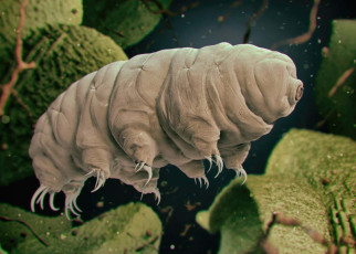 Quantum entanglement: A tardigrade has survived being placed in a strange quantum state