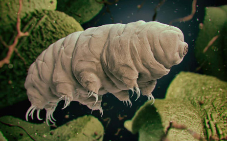 Quantum entanglement: A tardigrade has survived being placed in a strange quantum state