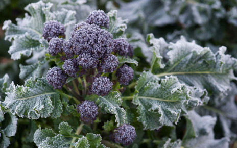 Brassica oleracea - Early purple sprouting broccoli covered in frost in a vegetable garden