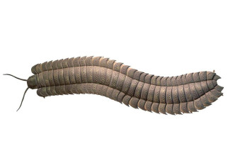 Fossils: Remains of largest millipede that ever lived found on English beach