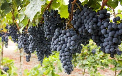 Science of wine: European grapes have their genetic routes in western Asia
