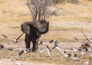 Elephants: Young males rein in aggression if older males are nearby