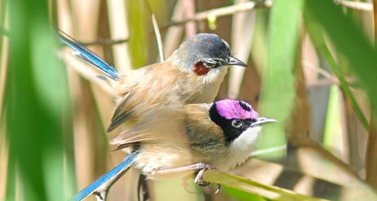 Fairywrens: Australian birds can nest out of breeding season to boost numbers