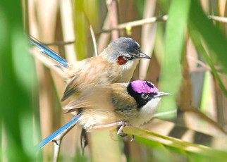 Fairywrens: Australian birds can nest out of breeding season to boost numbers