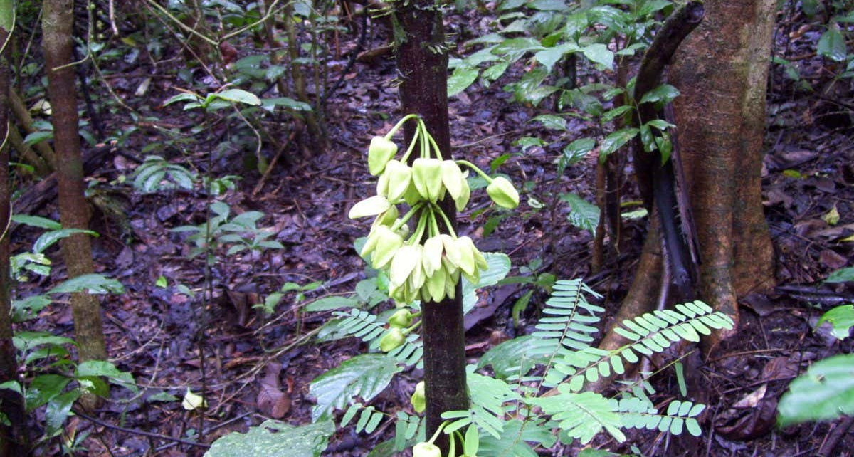 New tree species: Uvariopsis dicaprio named in honour of Leonardo DiCaprio
