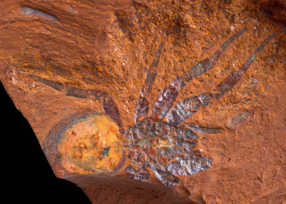 Fossils: Spider remains shed light on Australia’s ancient rainforest ecosystem