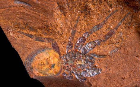 Fossils: Spider remains shed light on Australia’s ancient rainforest ecosystem