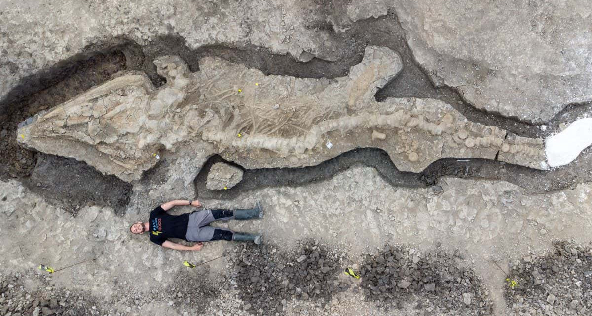 Fossils: UK’s largest ichthyosaur was a 10-metre-long apex predator