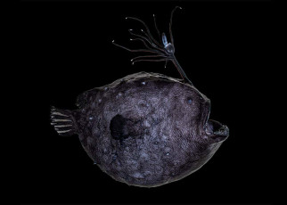 Deep-sea anglerfish: Unusual species glows with bioluminescent and fluorescent light