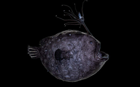 Deep-sea anglerfish: Unusual species glows with bioluminescent and fluorescent light