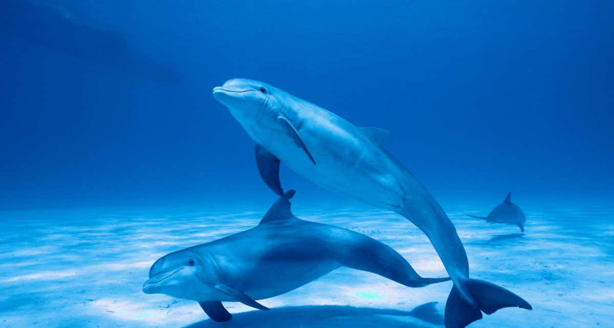 Clitoris evolution: What dolphins reveal about female sex organs